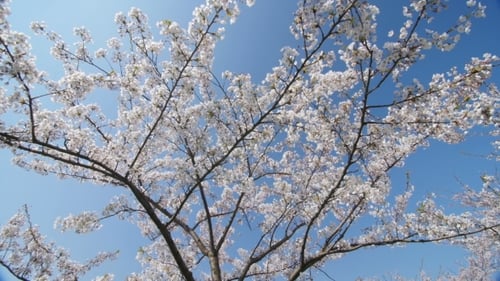 Blooming Tree with White Flowers in Spring