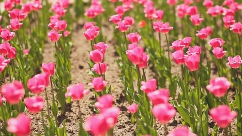 Vibrant Field of Pink Tulips in Spring