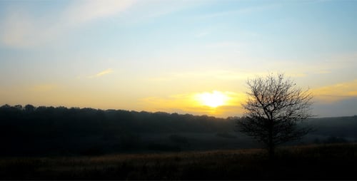 Rural Landscape with Silhouetted Tree at Sunrise