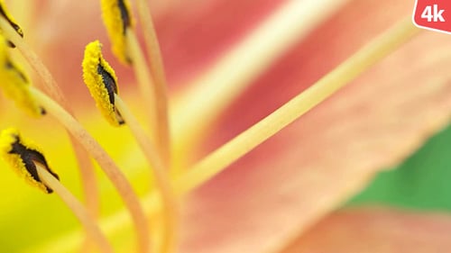 Beautiful Macro Shot of Pink and Yellow Flower
