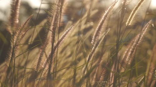 Tall Grass Swaying Gently in Sunlight