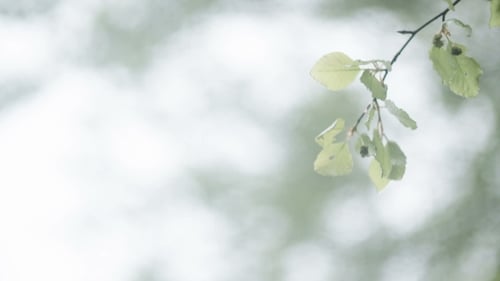 Wind weht lebendige Blätter