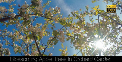 Blossoming Apple Trees In Orchard Garden