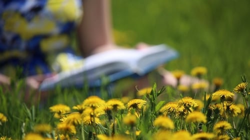 Woman Reading Book in Dandelion Field