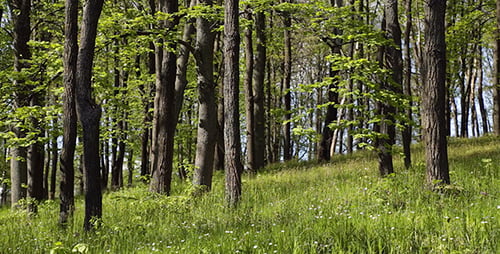 Frühlingswald