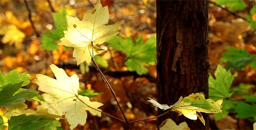 Autumn Foliage