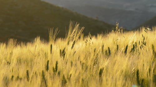 Ears Moving at Sunset
