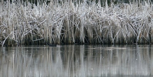 Grey Lake 8