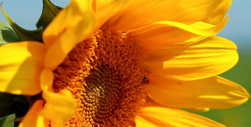Radiant Sunflower Swaying Gently in Rural Field