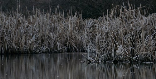 Grey Lake 11