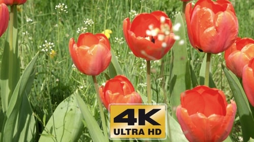 Red Tulips In The Garden Flowerbed In The Wind