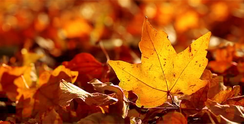 Golden Maple Leaf on Bed of Autumn Leaves