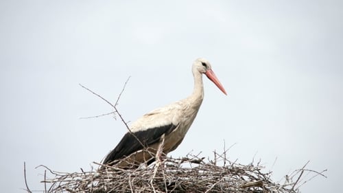 Majestic Stork Stands Proudly on Large Twig Nest
