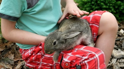 Child Gently Pets Grey Rabbit on Lap Outdoors