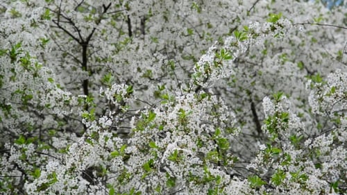 Le verger de cerisiers fleurit abondamment au printemps