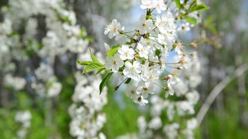 Kirschgarten blüht im Frühling reichlich