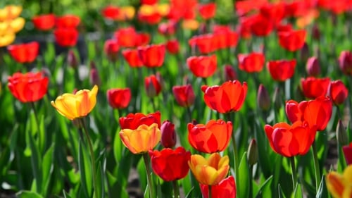 Vibrant Tulips Blooming in a Sunny Spring Garden