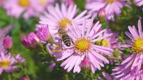 Flowers & Bees