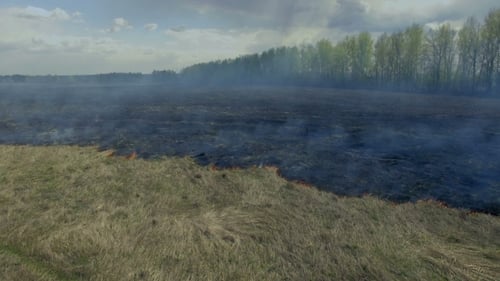 Forest Fire