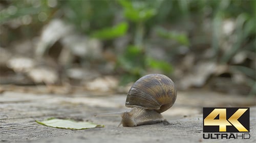 Schnecke auf Holz krabbeln