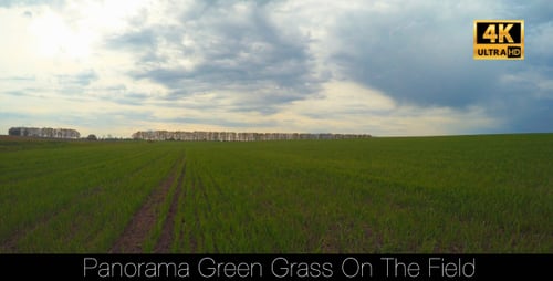 Panorama Grama Verde No Campo 3