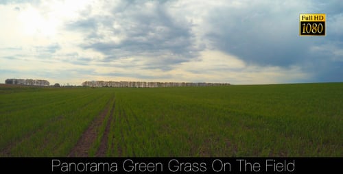 Panorama Green Grass On The Field 3