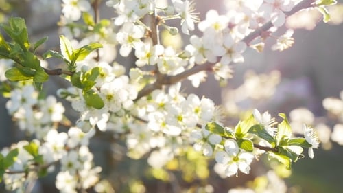 Spring Background Of Branches Of a Blossoming Tree