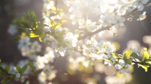 Spring Background Of Branches Of a Blossoming Tree