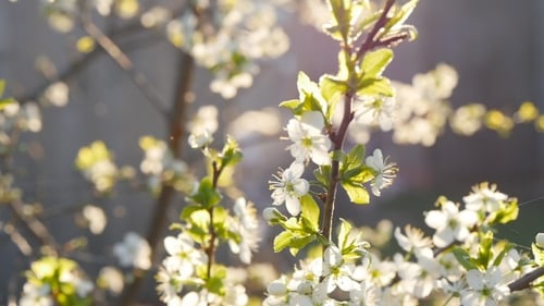 White Cherry Blossoms In Full Bloom In