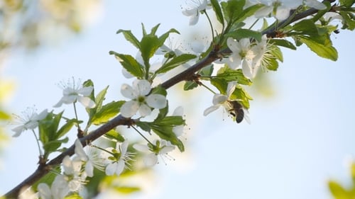 Weiße Blume und Biene im Frühling