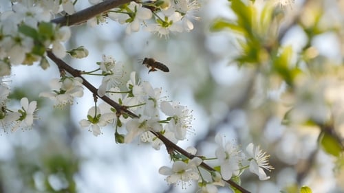 Spring White Flower And Bee In