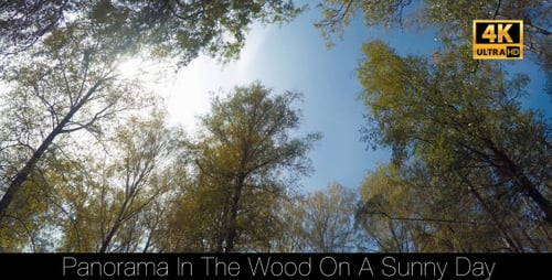 Forest Canopy Seen From Below on Sunny Day