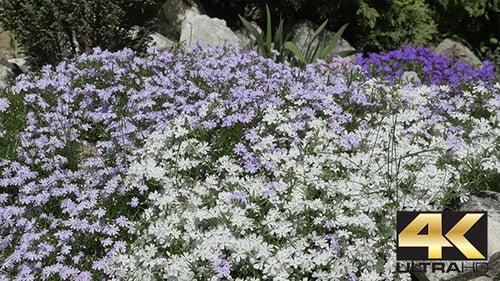 Petit buisson de fleurs blanches et bleues