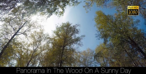 Sun Shining Through a Forest Canopy