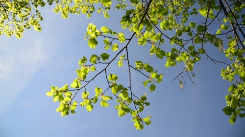 Spitzen der jungen Birken im Frühling