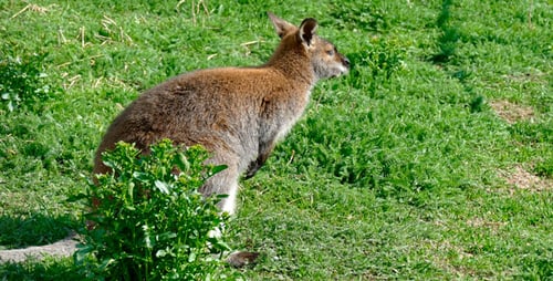 Känguru