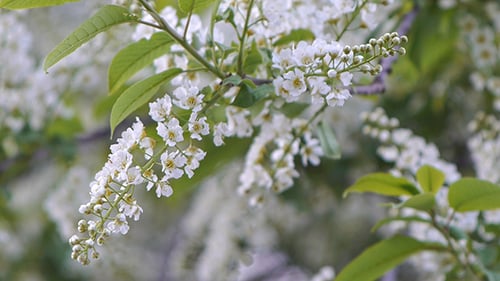 Blooming White Flowers on Tree Branch in Springtime