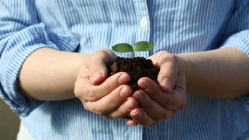 Female's Hands Holding a Small Green Sprout