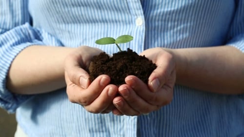 Female's Hands Holding a Small Green Sprout