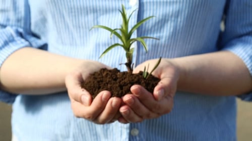 Female's Hands Holding a Small Green Sprout