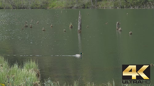 Swimming Duck Through Lake