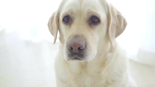Netter schöner Labrador wartet auf Leckerbissen