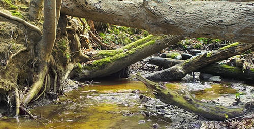 Forest Stream
