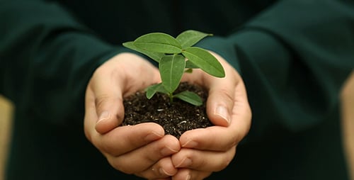Holding a Little Green Plant