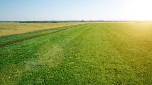 AERIAL: Low Flight Over Green And Yellow Wheat Field