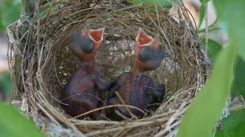 Baby Birds Chirping in Nest Waiting To Be Fed