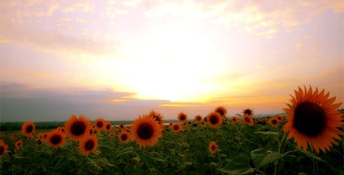 Flowering Sunflowers