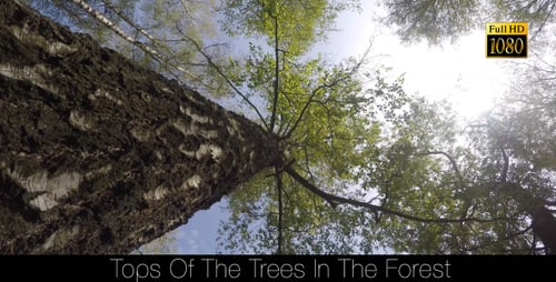 Tops Of The Trees In The Forest 3