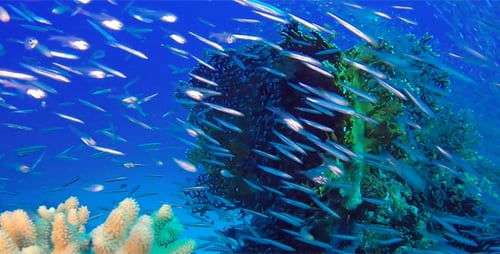Underwater Glassfish with Blue Water Bacground