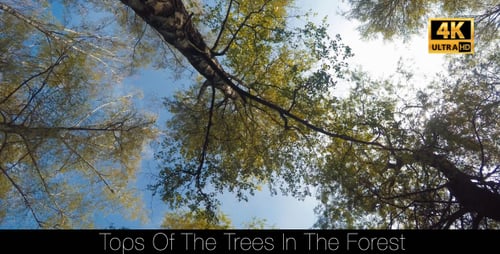 Tops Of The Trees In The Forest 4